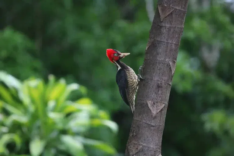 The Enchanting World of Birdwatching Movies