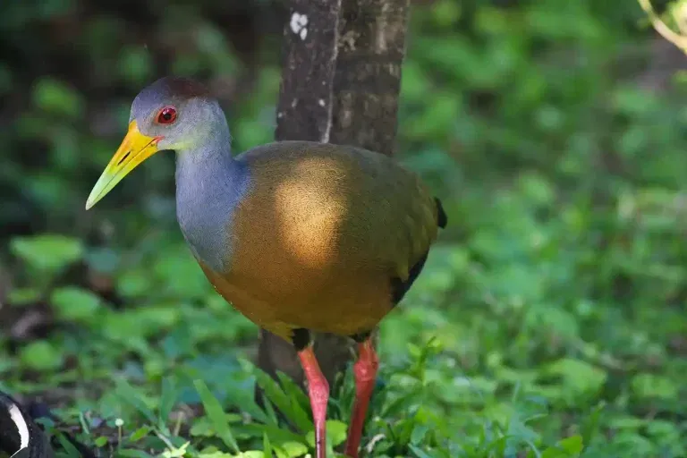 The Enchanting World of Birdwatching Movies