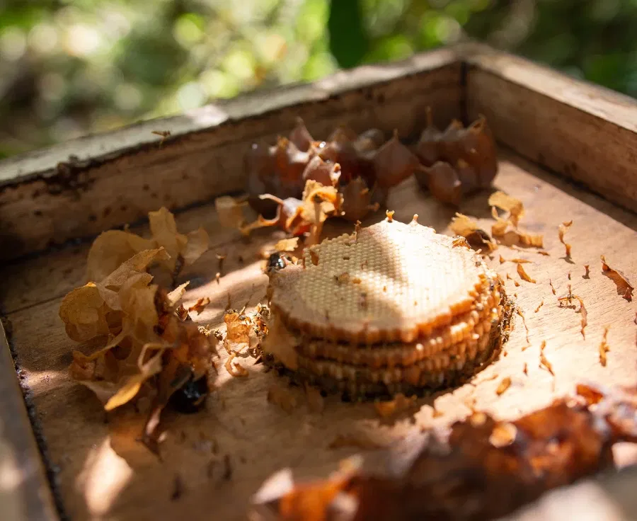 Melipona-Mariola  Honey Bees