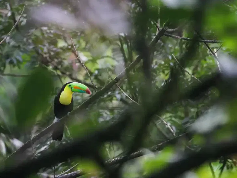 The Enchanting World of Birdwatching Movies
