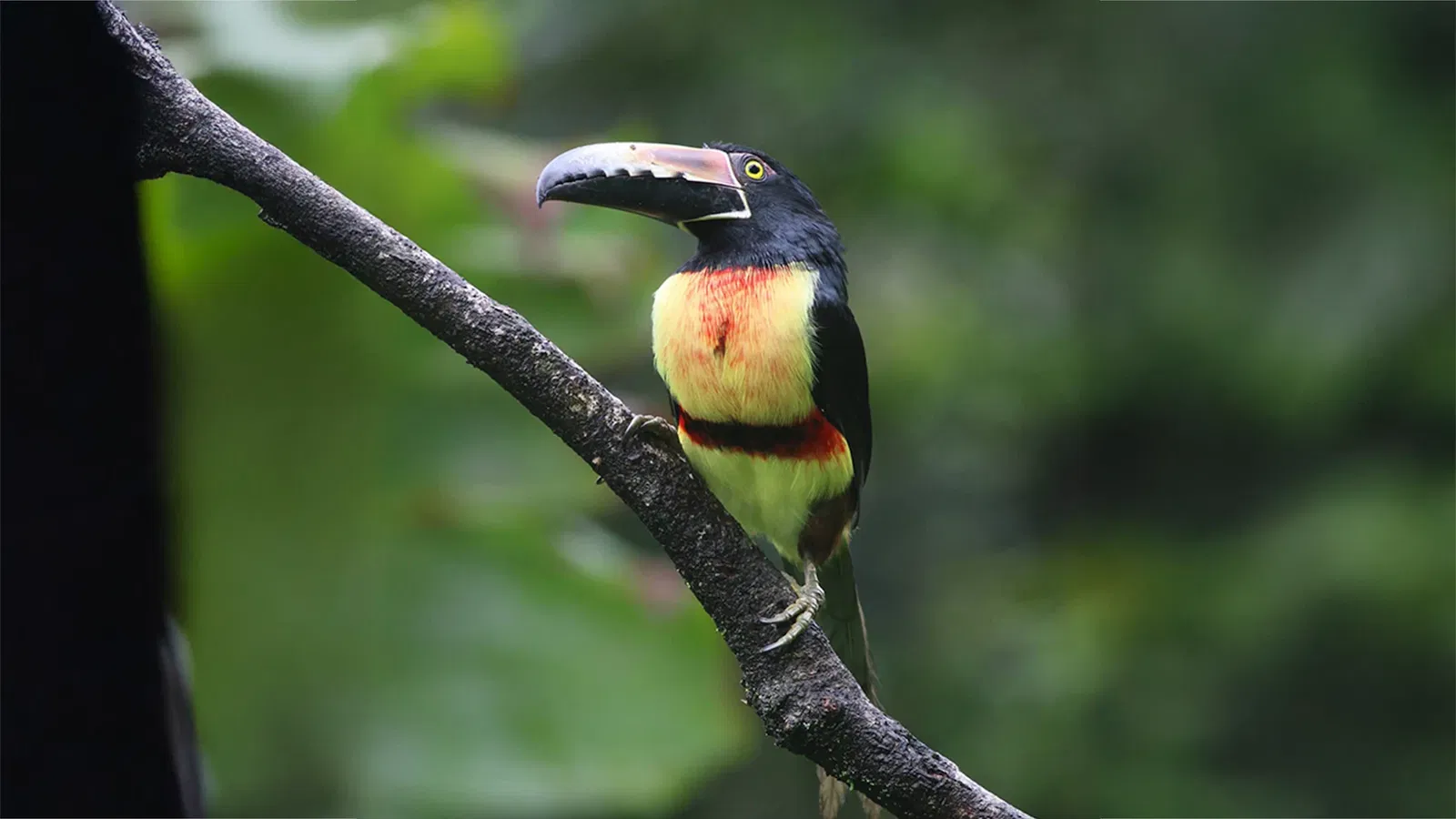 Thanksgiving in Costa Rica: Gratitude in the Rainforest