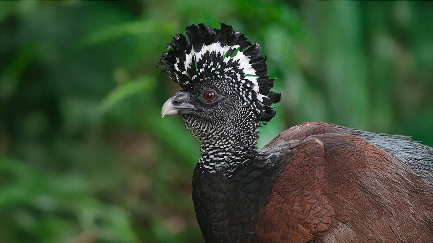 Thanksgiving in Costa Rica: Gratitude in the Rainforest